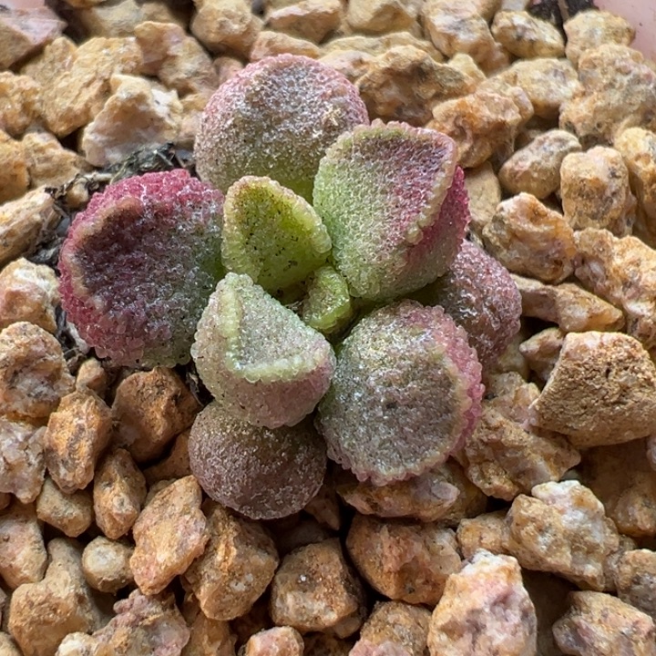 @***逃 吉祥如意是什么神仙画