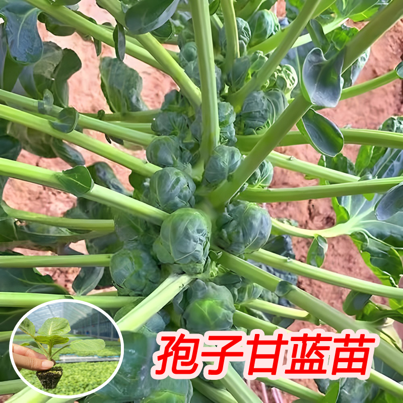 孢子甘蓝菜苗包心菜抱子甘兰小包菜紫色卷心菜高产蔬菜苗盆栽