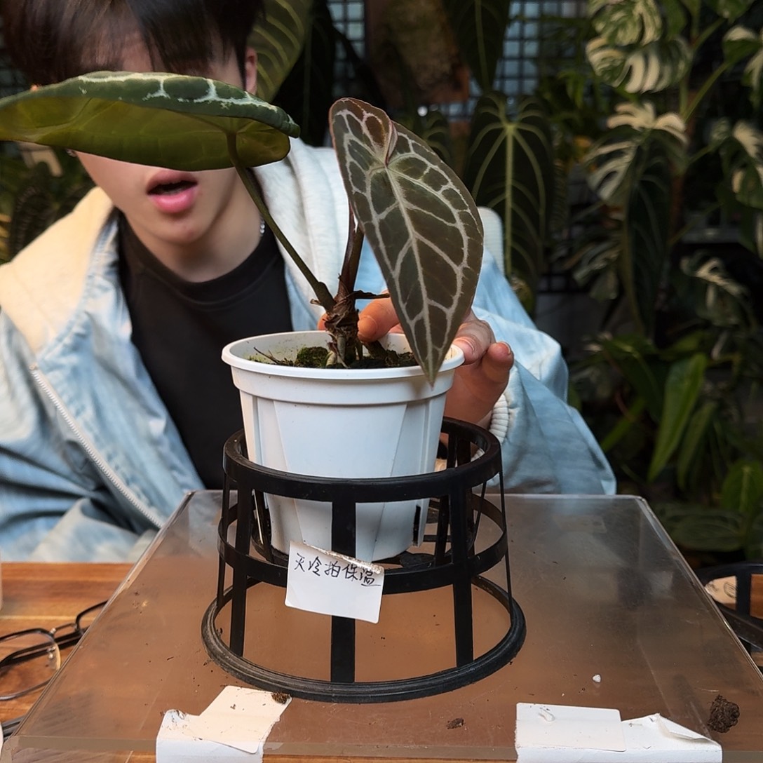 完全开放J130米歇尔杂极品小钻石