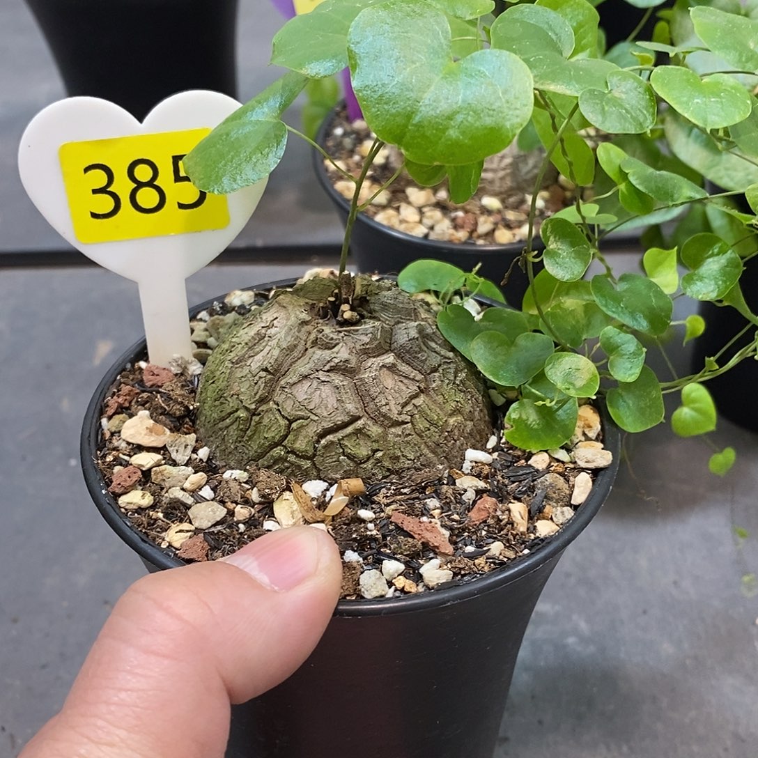 南非龟甲龙龟甲龙