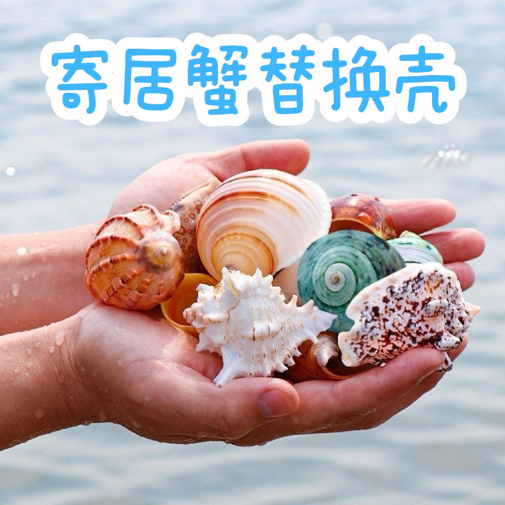纯天然海螺贝壳寄居蟹替换壳鱼缸水族箱造景装饰小礼物
