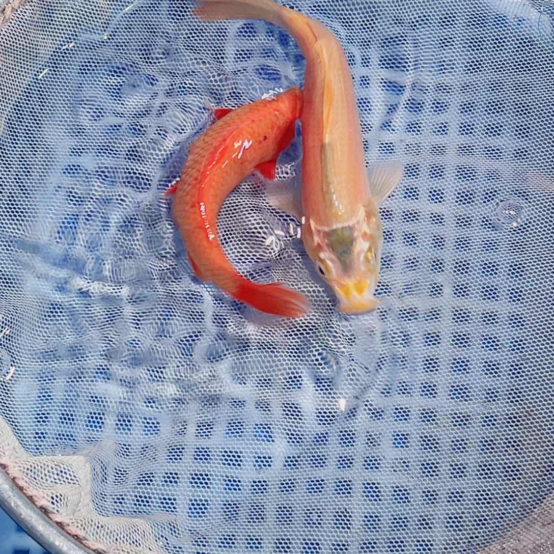 锦鲤锦鲤观赏鱼1111