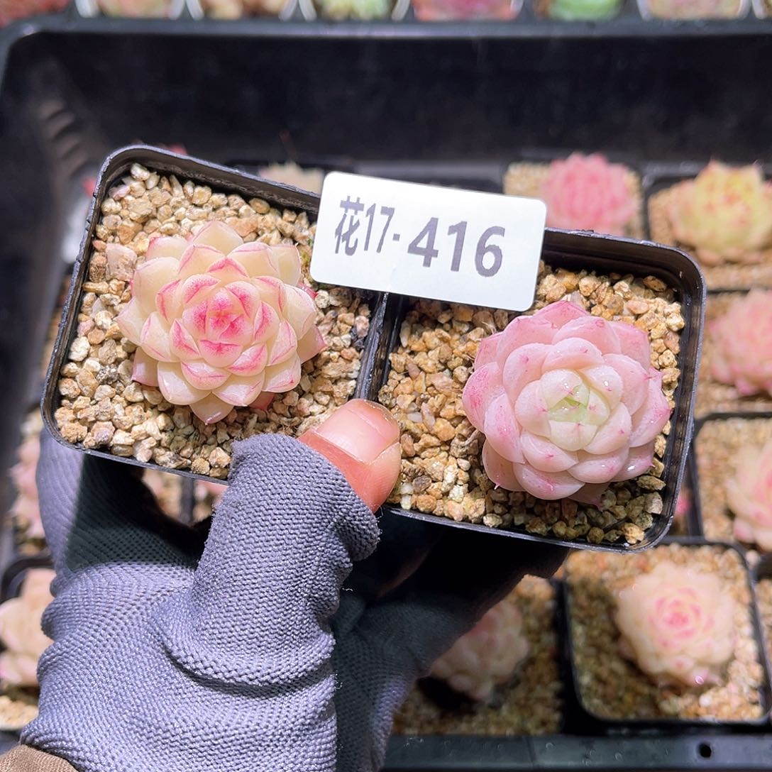 花17416女王➕麦秆