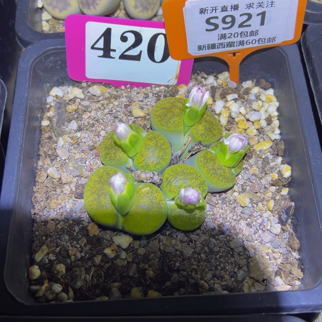 美***姐921 一物一拍，默认有伤，介意勿拍，不退不换