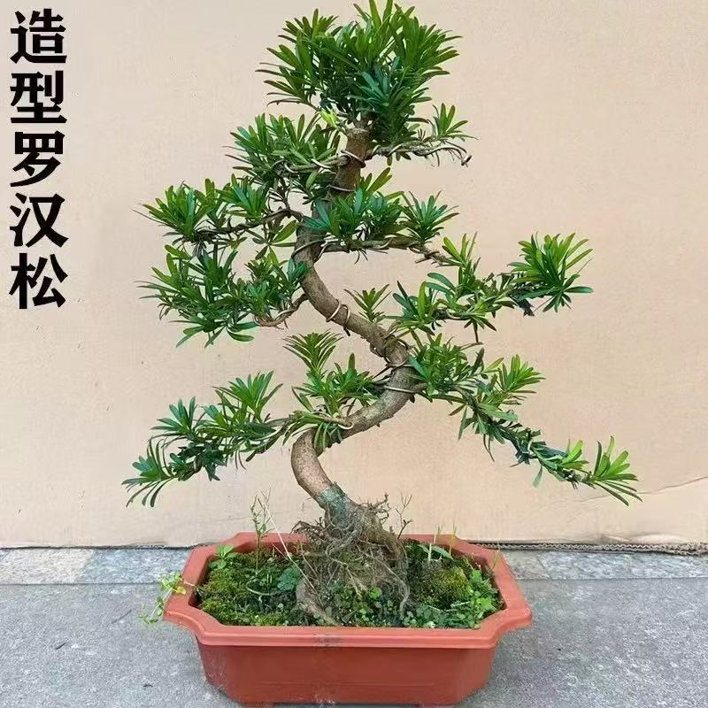 罗汉松盆景老桩松树迎客松造型花卉盆栽真柏黄杨五针松室内外好养