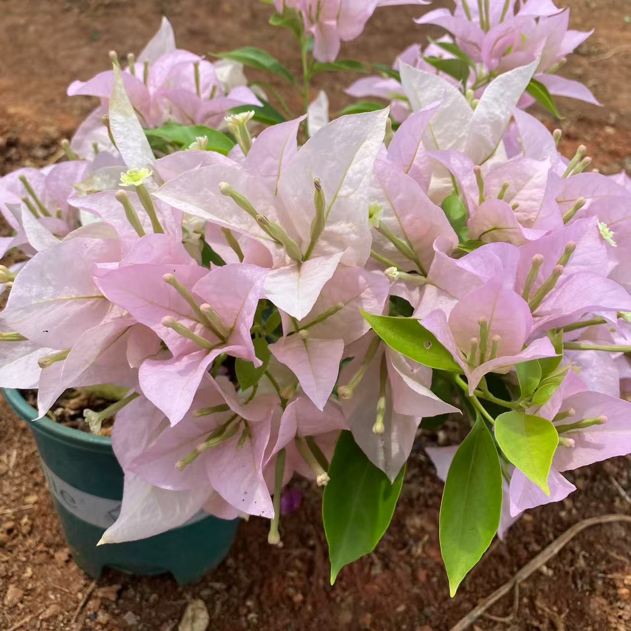 三角梅一物一拍 原盆发货运输会掉花落叶断枝或光杆介意勿拍