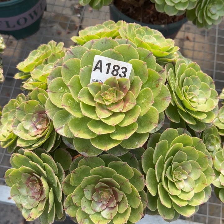 183万圣节30厘米左右