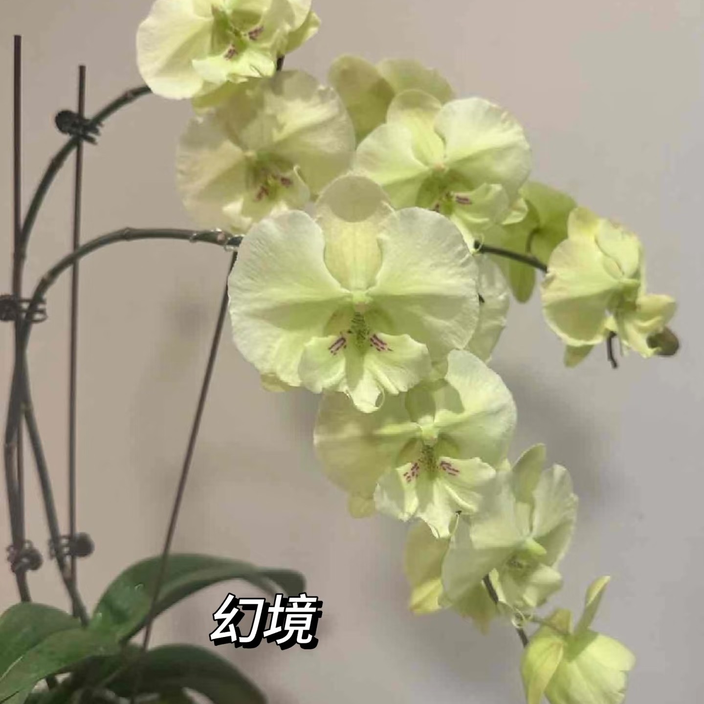 1.7寸杯不带花剑《幻境/森林之子》蝴蝶兰花苗嫌小勿拍