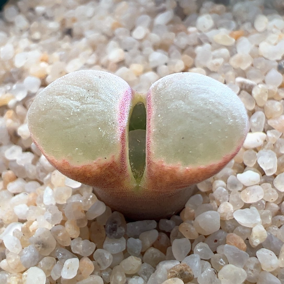 337优选1797.93斑马