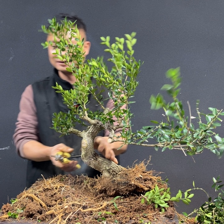 用***0无花朵黄杨非常好的一颗好黄杨