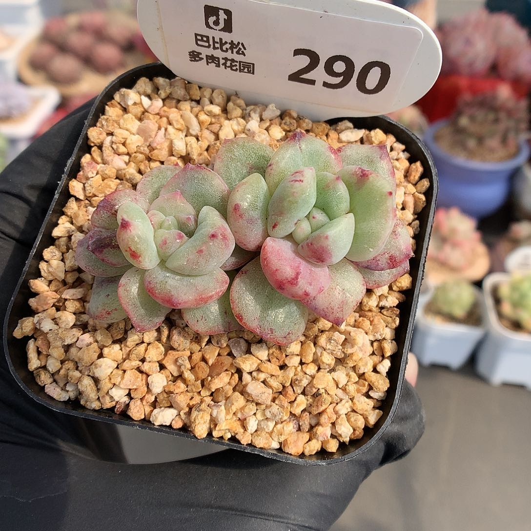 290 珍妮石化多肉