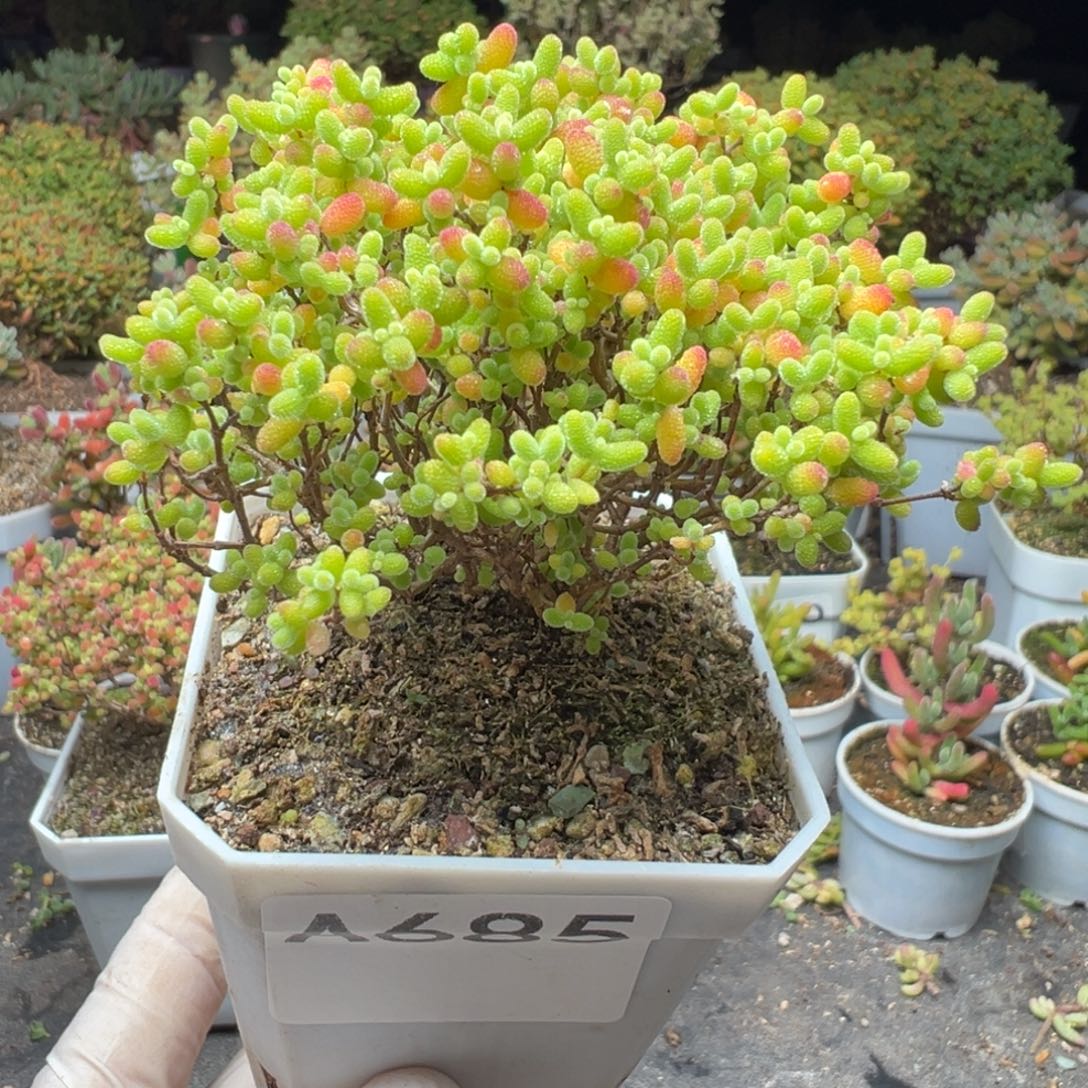 张***雨A685蜜橘糖球一物一拍