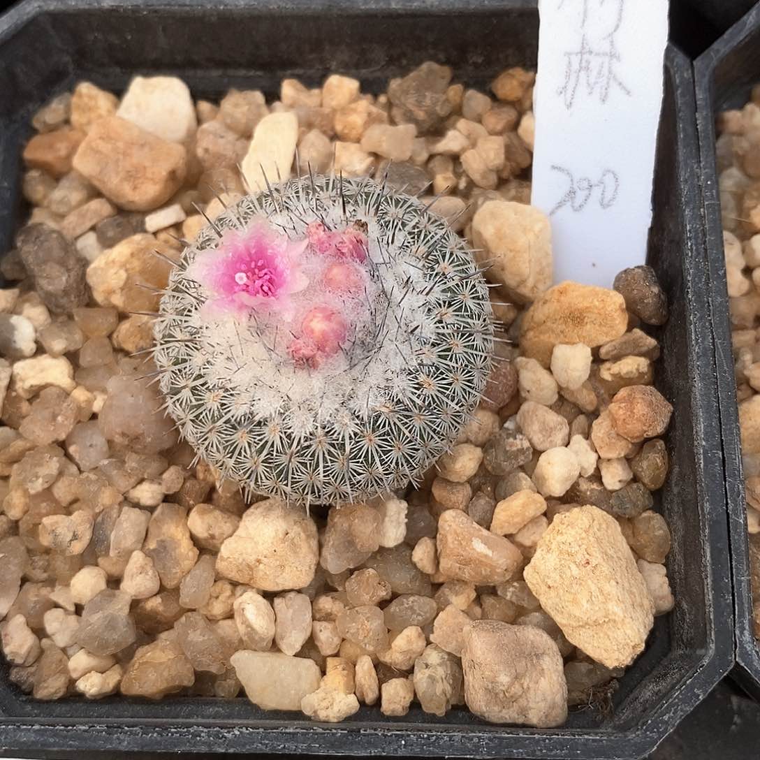 竹***火花花花花花花花花