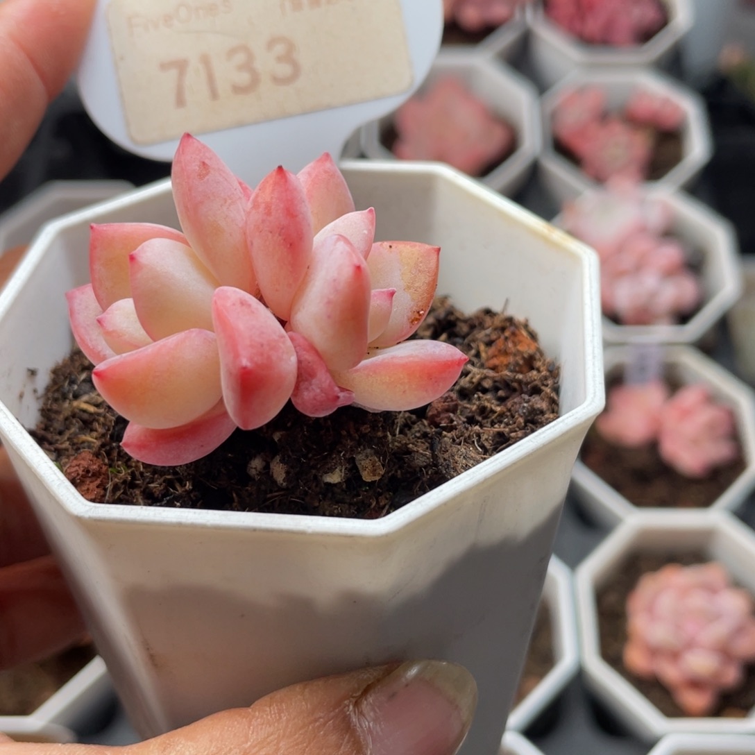 草莓泡芙7133-4.0厘米