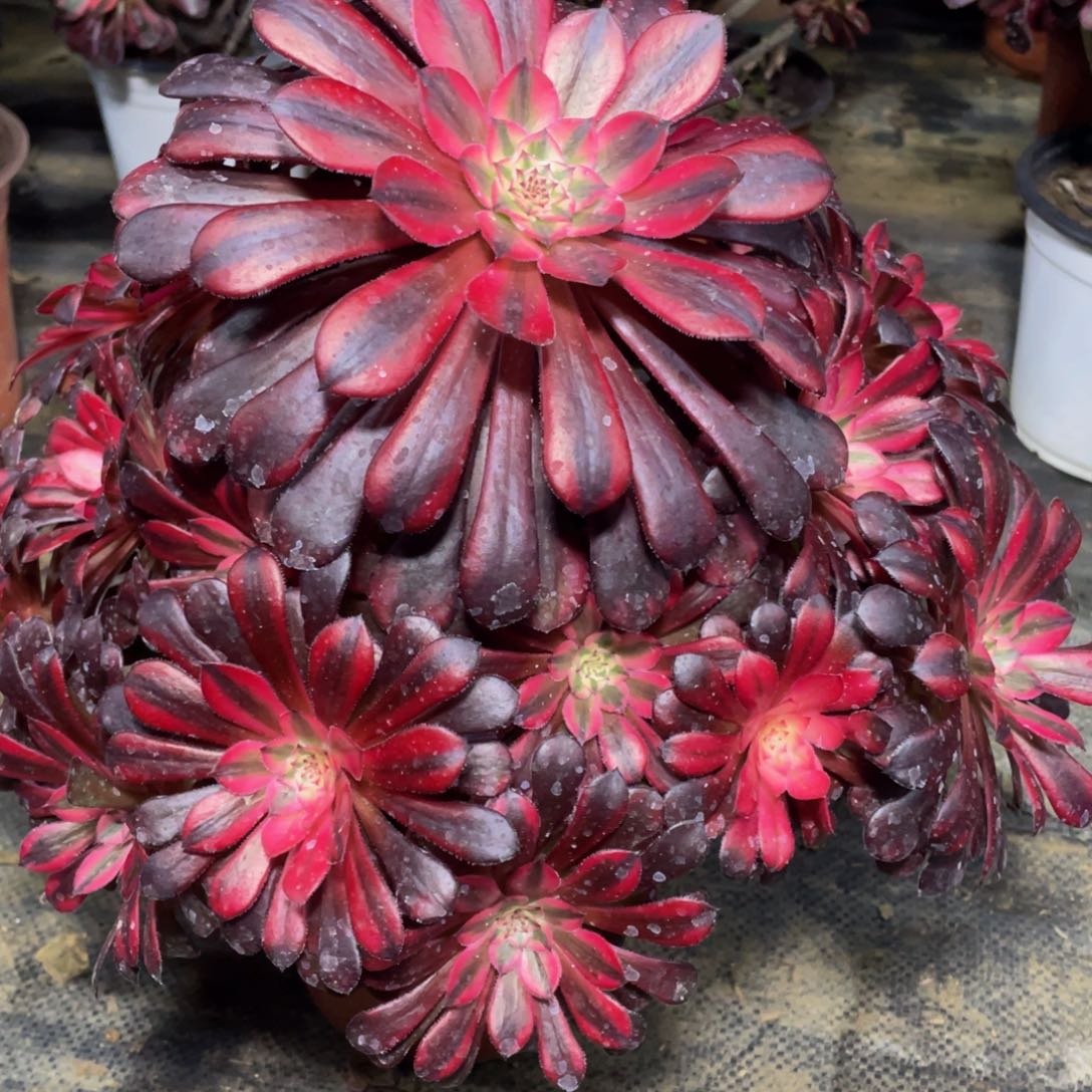 106月亮女神精品法师老桩