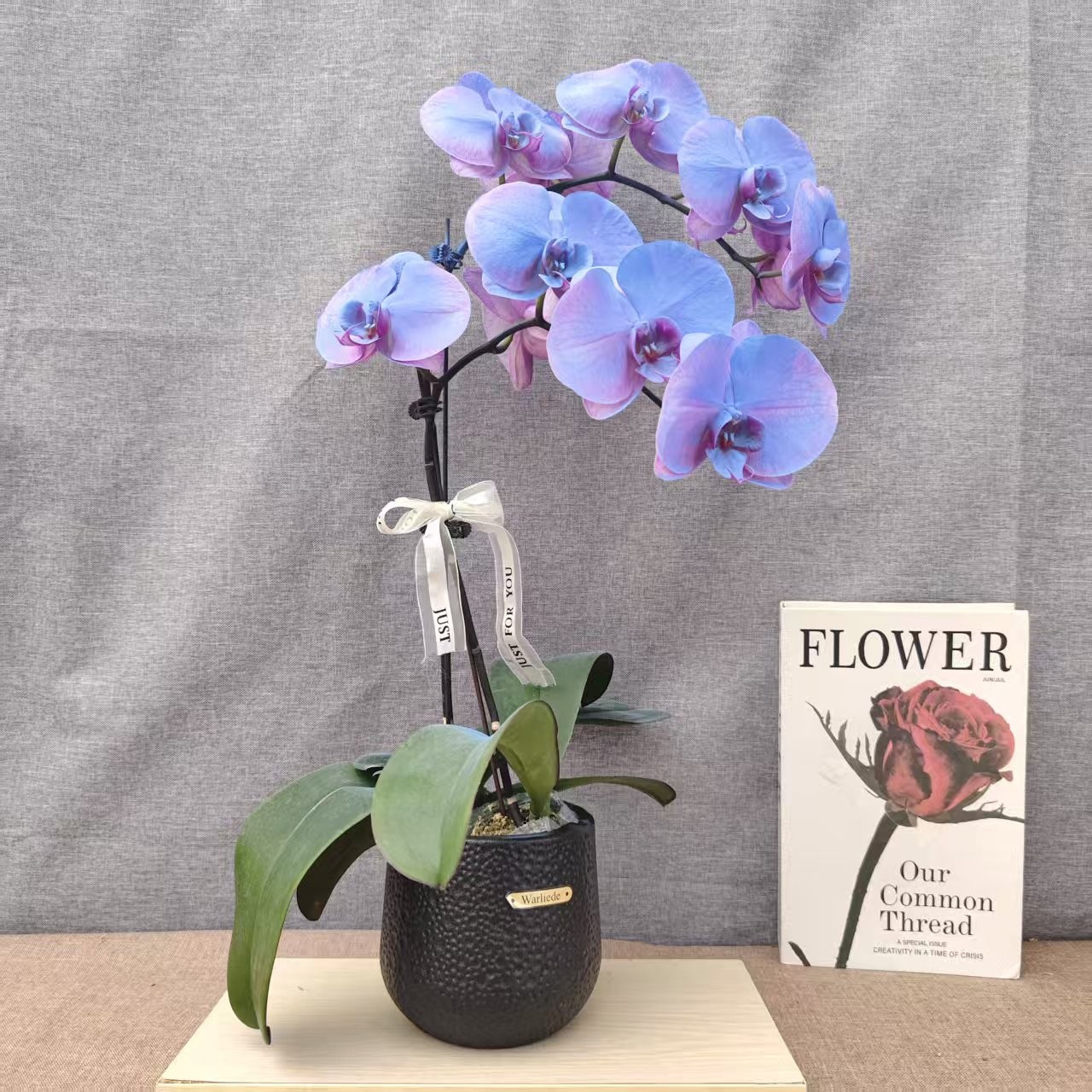 鲜花【蓝宝石】蝴蝶兰室内种植观赏可带花发货适合送礼-喷染工艺