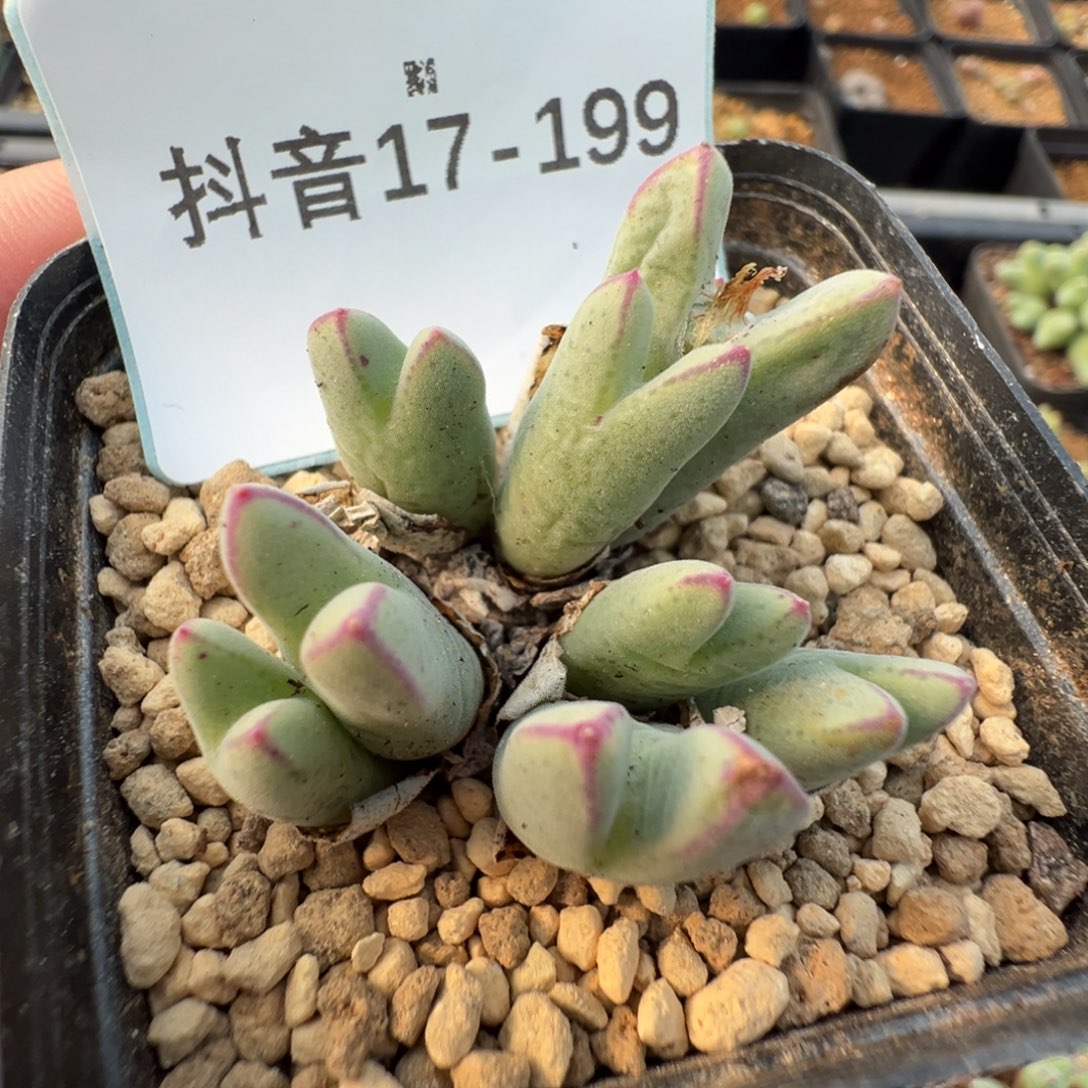 17-199肉锥多肉植物