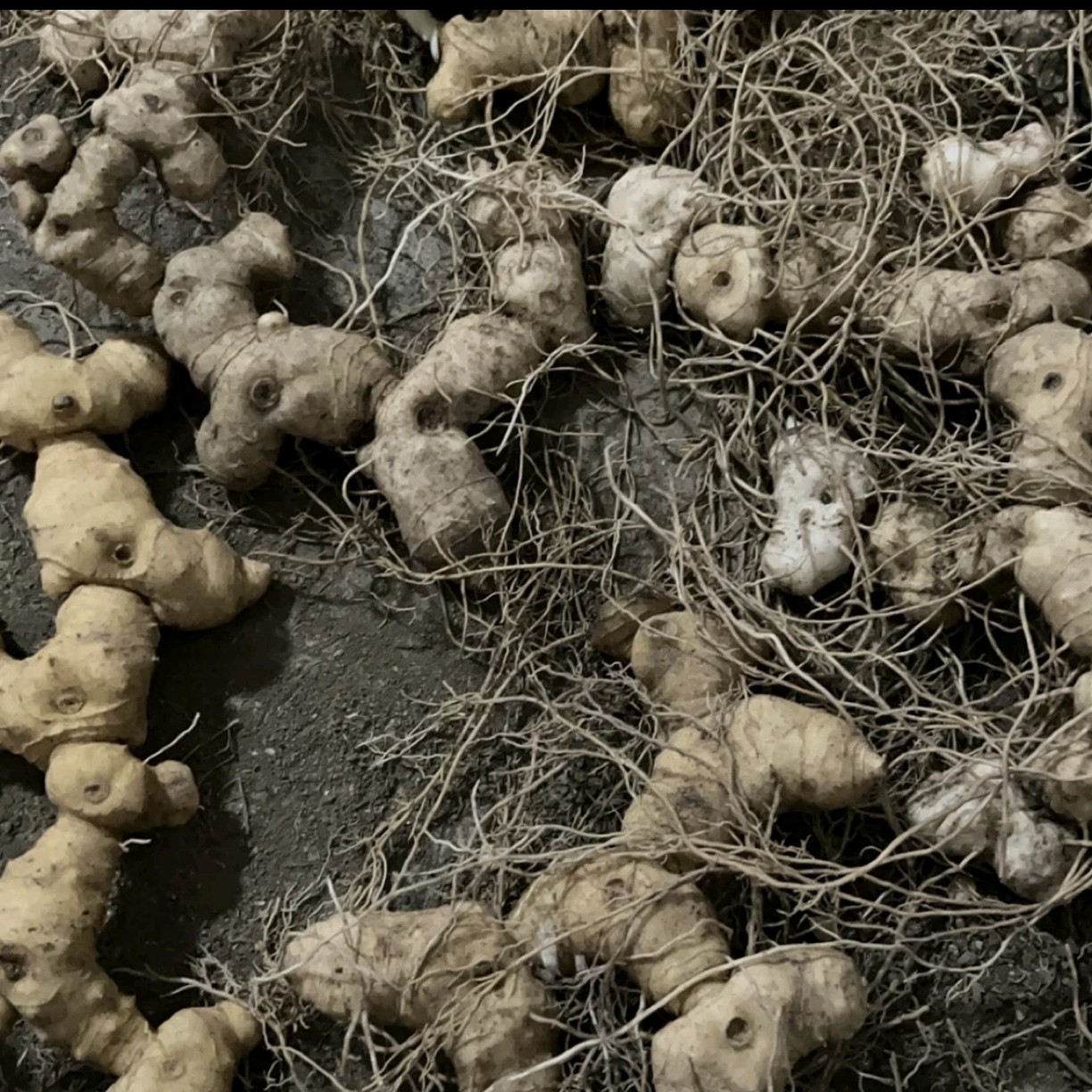 新鲜现挖九蒸九制煲汤专用姜