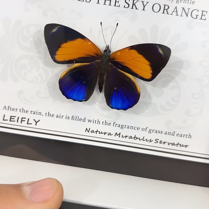 沐***l蝴蝶标本定制312@