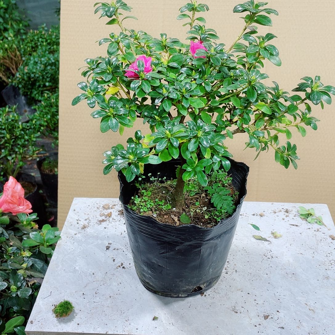 会***完全开放小玫瑰杜鹃3.11