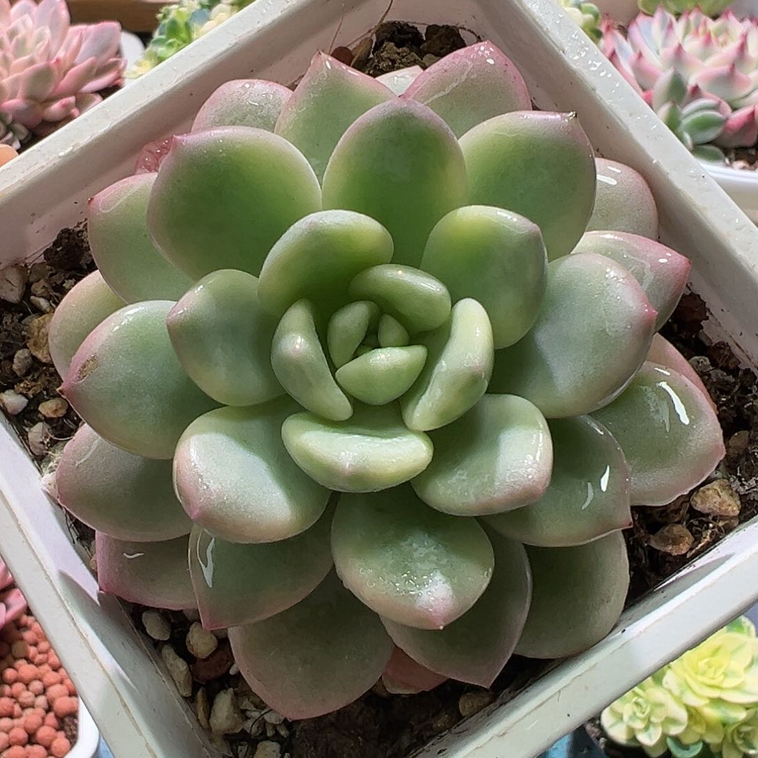 拉丝雨锦，多肉植物