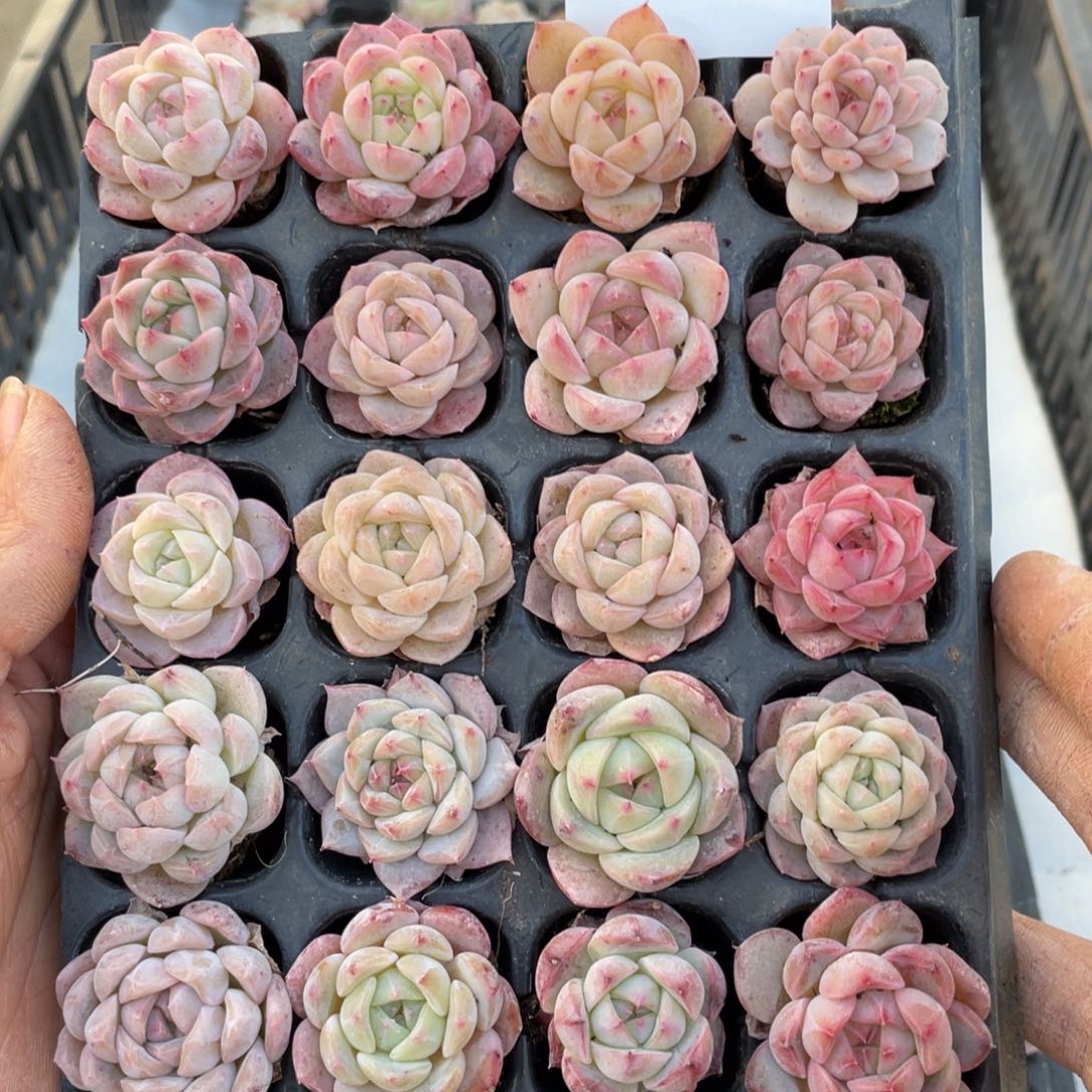 一物一拍20颗小苗30-229