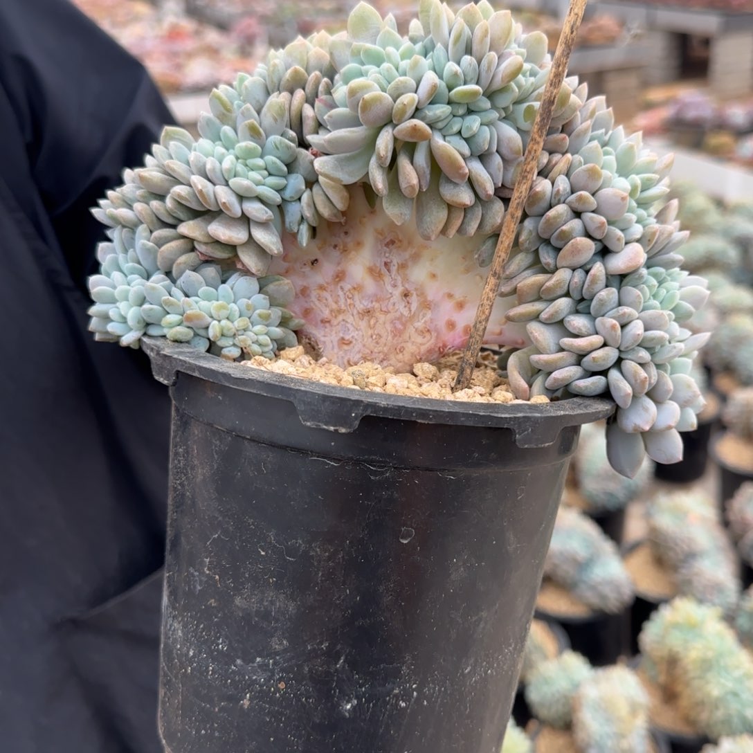 甜***甜6018。         冰橙缀肉