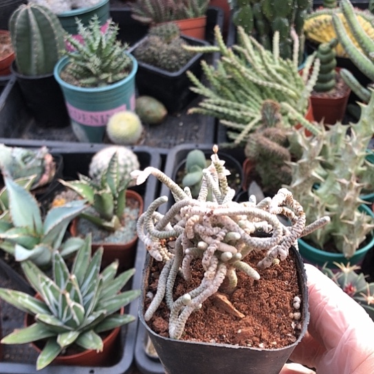 甛***餹无花朵银蚕带盆土包邮