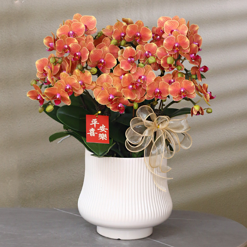 蝴蝶兰【金桔树】带花带盆组好发货乔迁结婚送礼前台客厅装饰