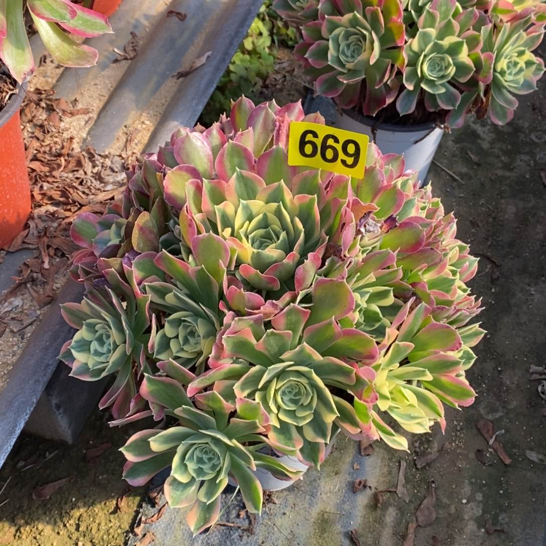 白凤多肉法师669