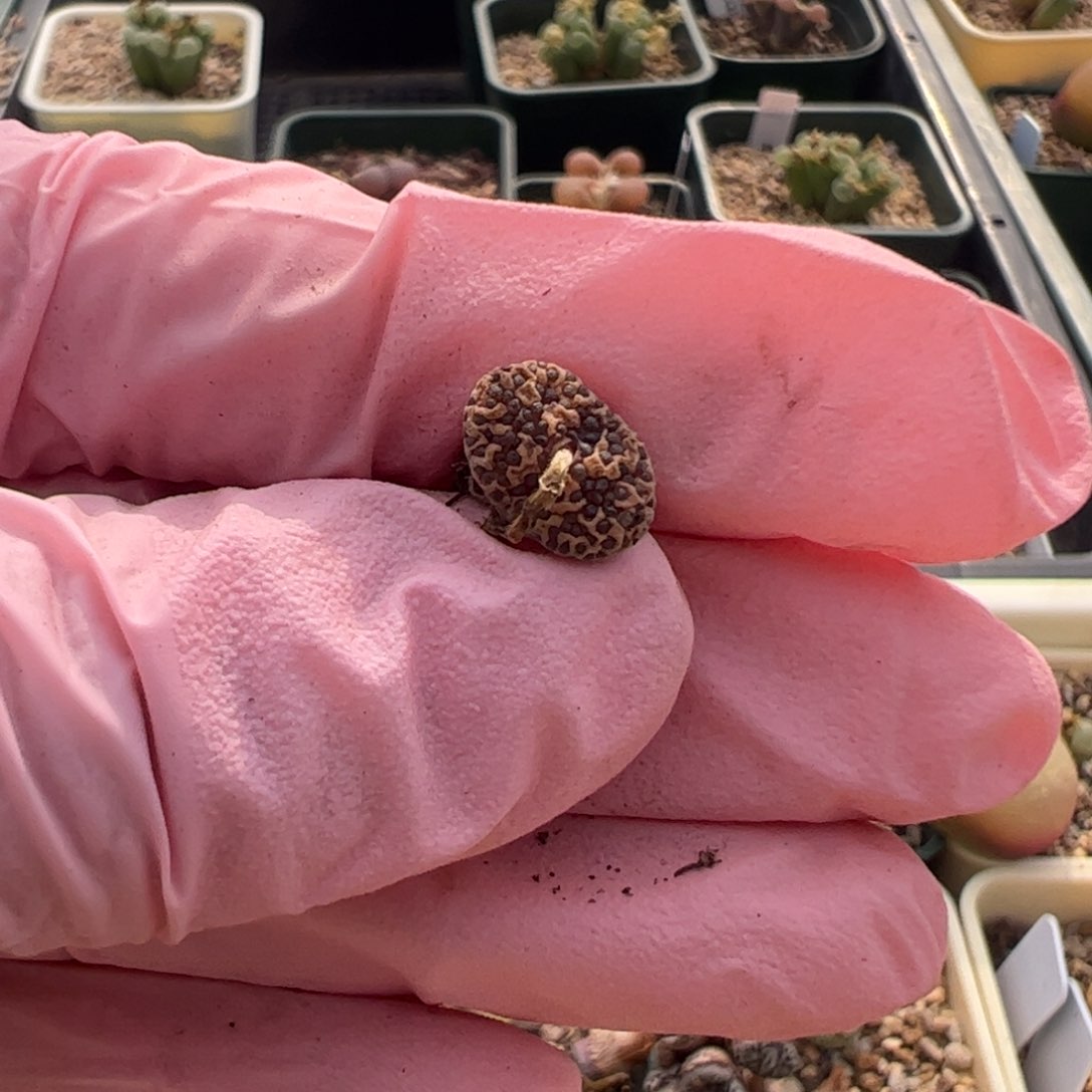 976 好看的多肉冲冲冲