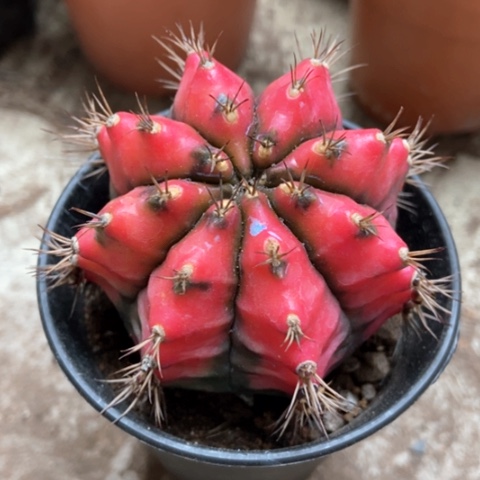 油画仙人球25米仙人球