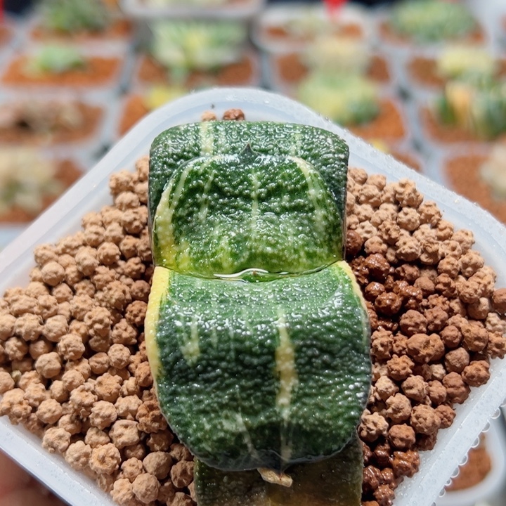 十二卷多肉卧牛锦