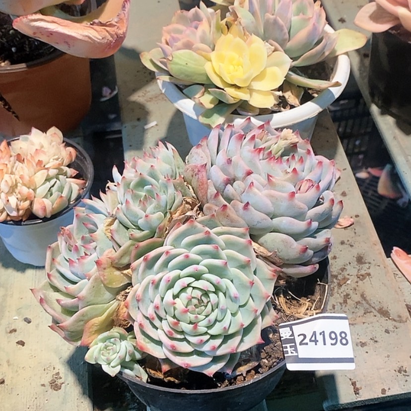 【闪购商品】郑**·吉娃娃23198