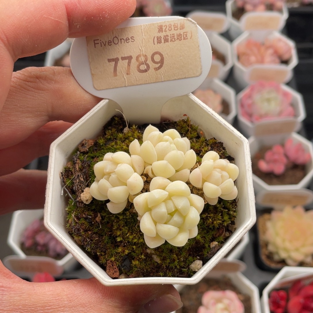 白月光7789-5厘米