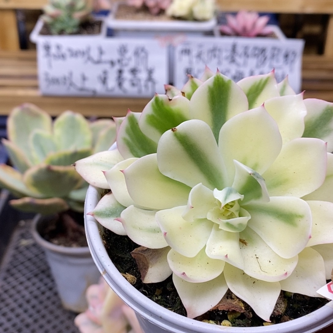 04168 海啸半覆轮锦