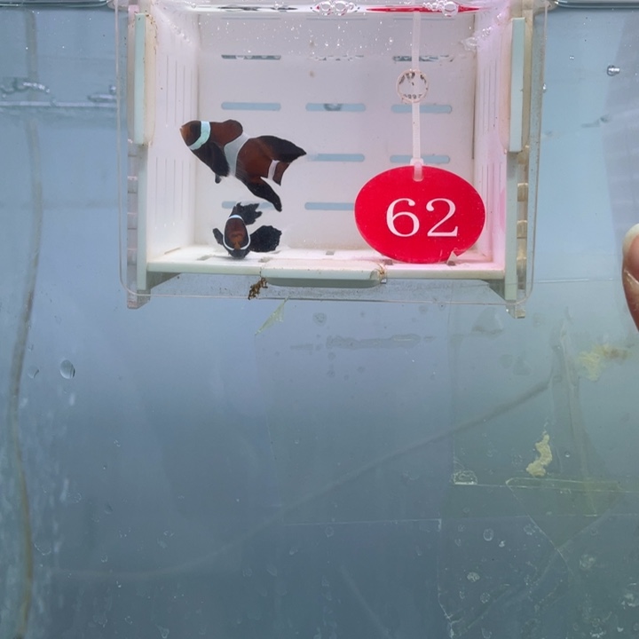 海水鱼精品奥黑礼服2条4厘米