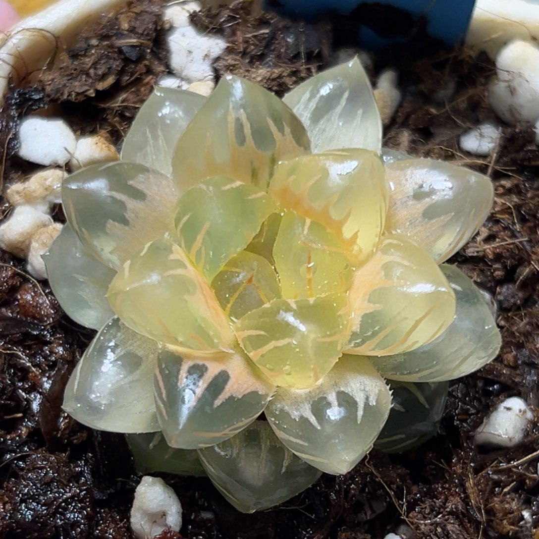 恭喜发财大吉大利682