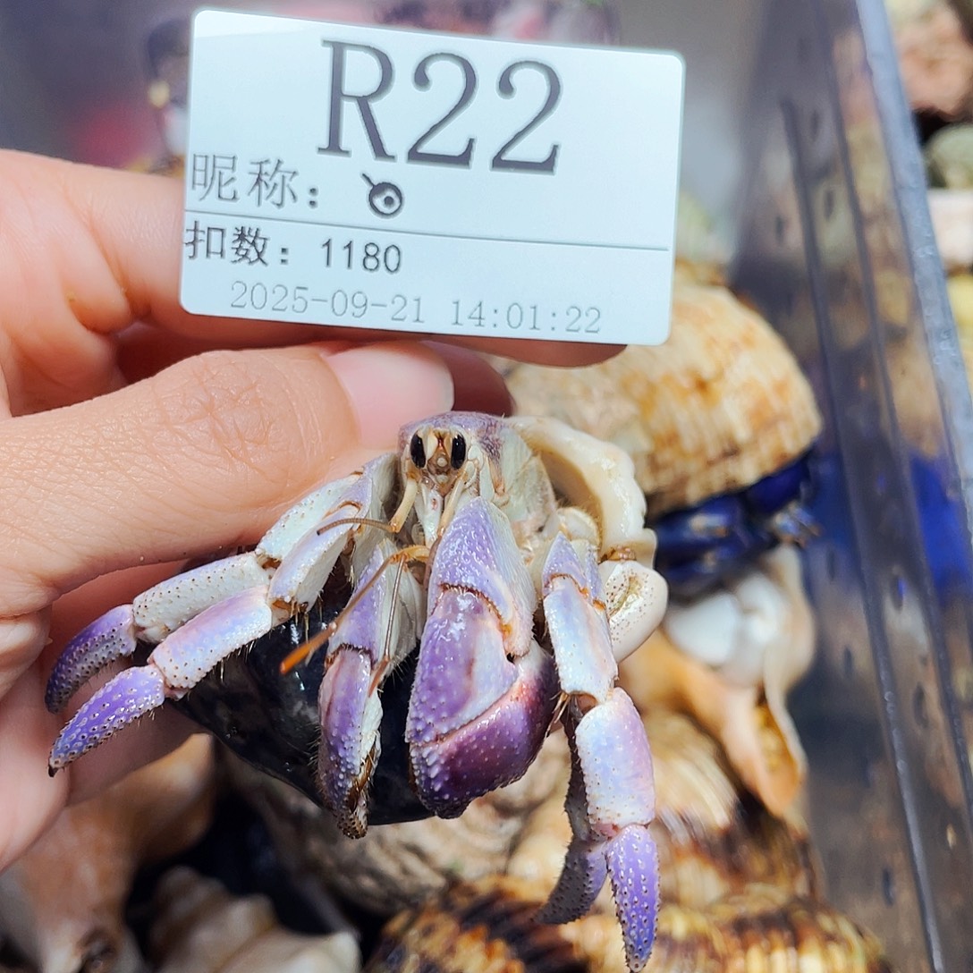 ****陌派有钳寄居蟹22