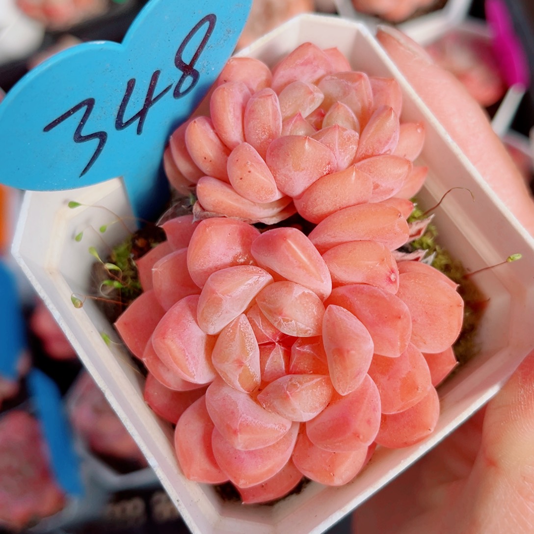 348号小老桩糖心双头