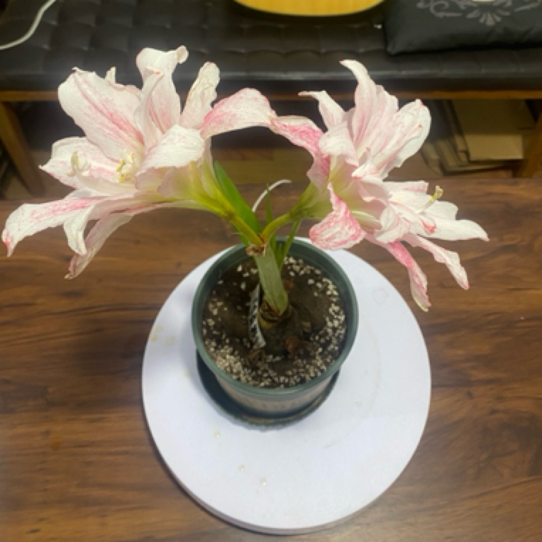 室内花卉种球朱顶红之重瓣卡布鲁斯4-4.5厘米