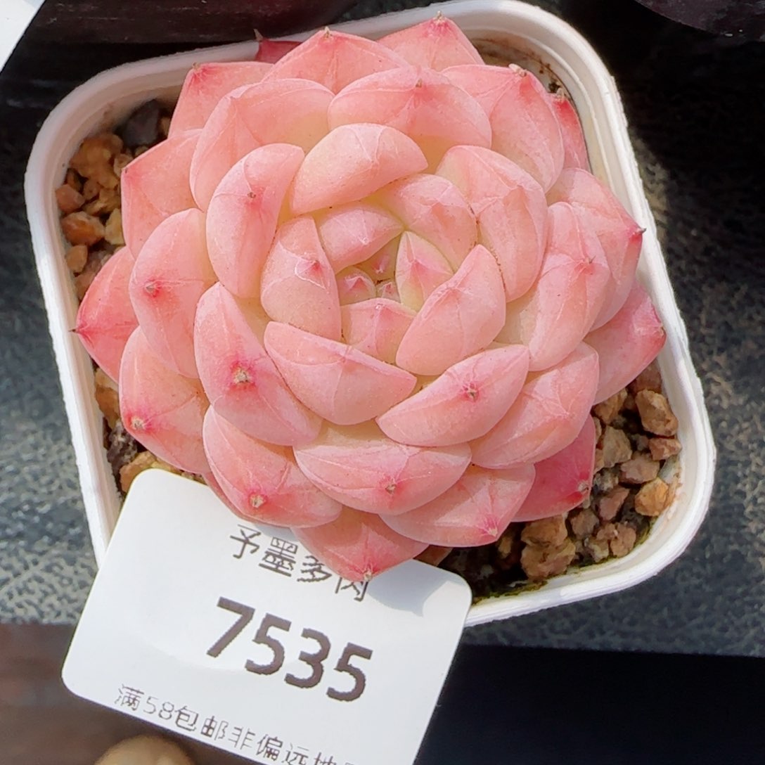 美心，7535多肉植物