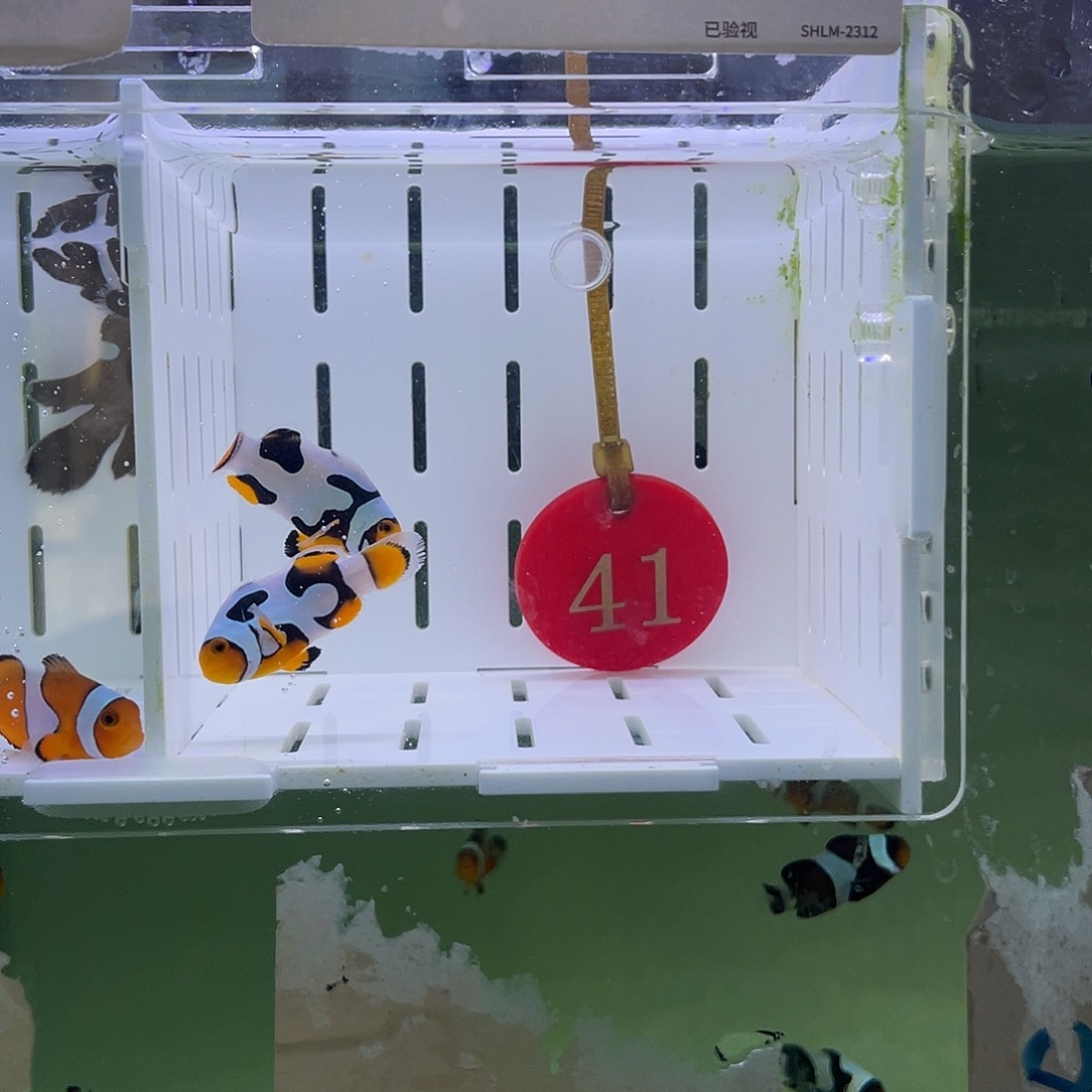 海水鱼飞机芬毕加索