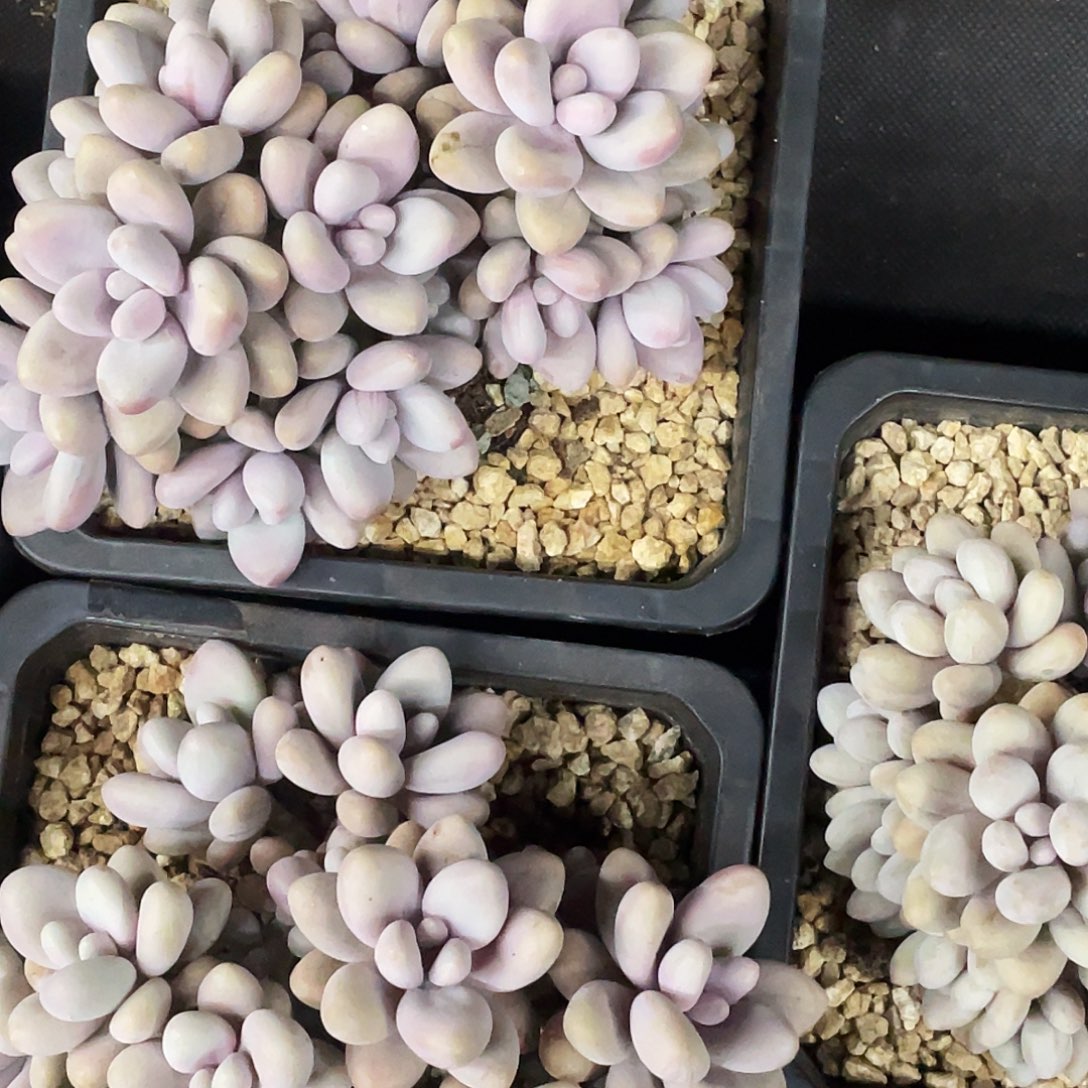 整桩无砍多头蜜多丽一颗