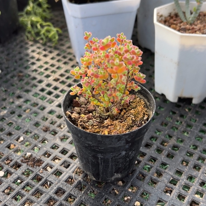 蜜橘糖球，一物一拍，带盆