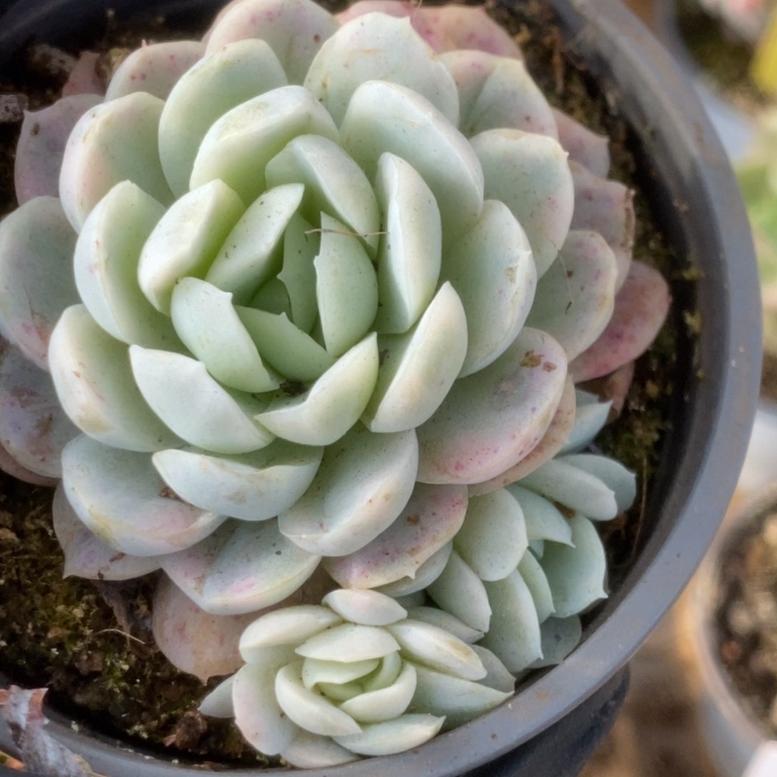 草*434贝瑞锦锦锦锦锦锦锦