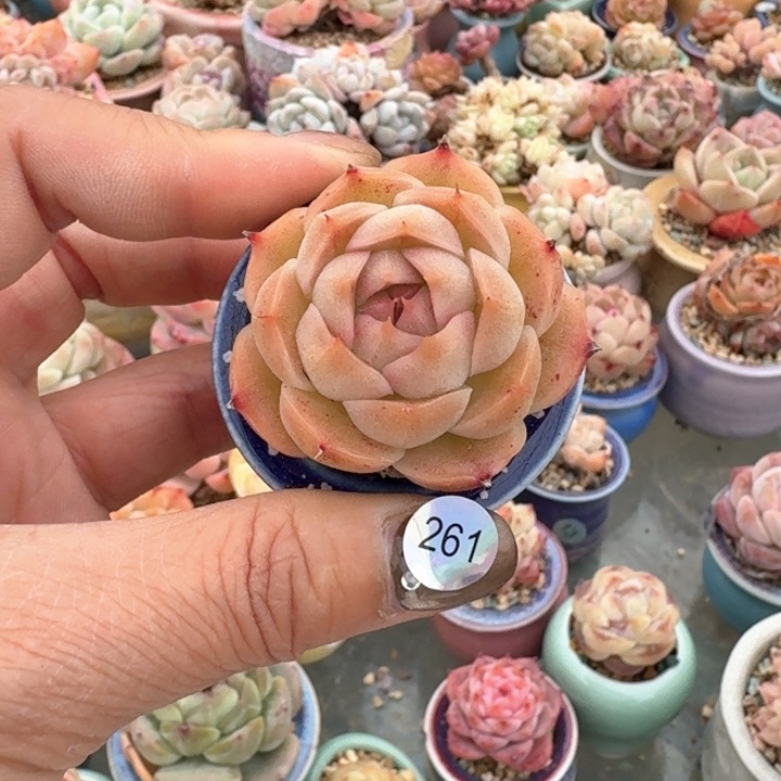 261 多肉含盆土 30元包邮 除偏远地区