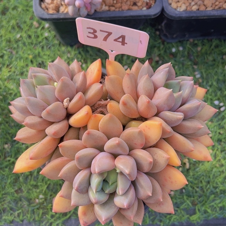 健健康康平平安安