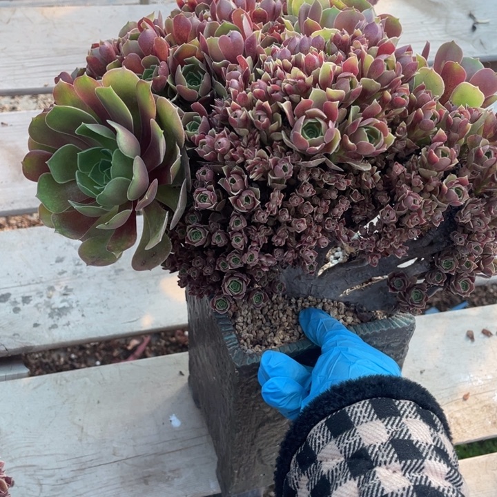 多肉葡萄等经济果品中具有优良特性