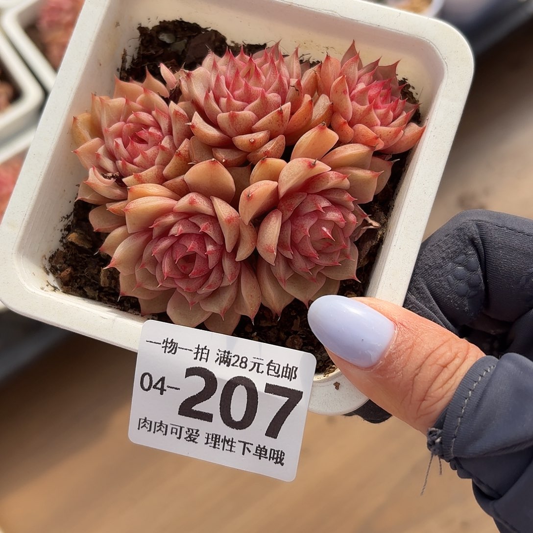 S***麻笨吧无盆土发货无